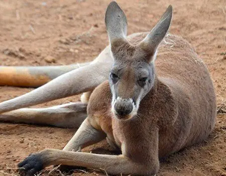 17e5d4f6d42a477a90bb1ec226516337